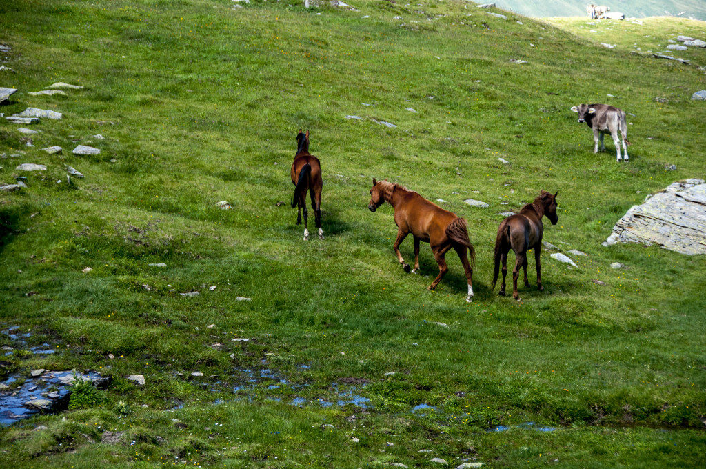 Pferde in der Natur Vals Schweiz